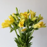 Yellow LA Asiatic Lily (Bulk DIY)