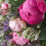 Pretty in Pink (Peonies)