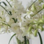 Pacific Paradise Dendrobiums