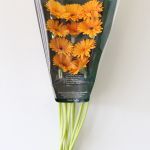 Mini Gerbera Bondi Beach (Bulk DIY)