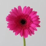 Mini Gerbera Boost Fuchsia (Bulk DIY)