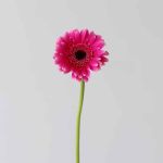 Mini Gerbera Design Fuchsia (Bulk DIY)