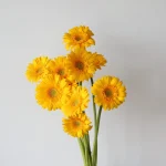 Mini Gerbera Illios (En Vrac)
