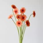 Mini Gerbera Oreo (Bulk DIY)