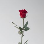 Roses Freedom 70cm (Bulk DIY)