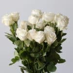 Rose Playa Bianca 50cm (En Vrac)