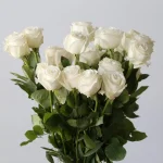 Rose Playa Bianca 50cm (En Vrac)