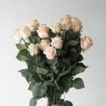 Roses Pink Mondial 50cm (Bulk DIY)