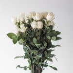 White Rose Vendela 50cm (Bulk DIY)