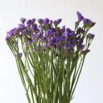 Statice Blue