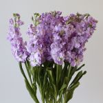 Double Stock Lavender (Bulk DIY)