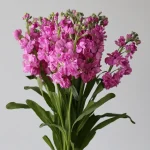 Double Stock Pink (Bulk DIY)