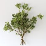 Variegated Pittosporum (Bulk DIY)