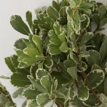 Variegated Pittosporum (Bulk DIY)