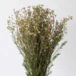 Wax Flower Pink (Bulk DIY)