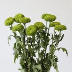 Chrysanthèmes cremon disbud vert (en vrac)