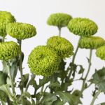 Chrysanthèmes cremon disbud vert (en vrac)