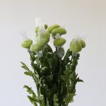 Chrysanthèmes cremon disbud vert (en vrac)