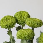 Chrysanthèmes cremon disbud vert (en vrac)
