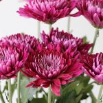 Chrysanthèmes cremon disbud mauve (en vrac)