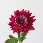 Chrysanthèmes cremon disbud mauve (en vrac)