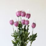 Chrysanthèmes cremon disbud mauve (en vrac)