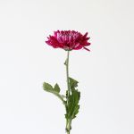Chrysanthèmes cremon disbud mauve (en vrac)