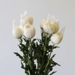 White Cremon Disbud Chrysanthemums (Bulk DIY)