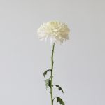 White Cremon Disbud Chrysanthemums (Bulk DIY)