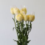 Chrysanthèmes cremon disbud jaune (en vrac)