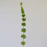 Molucella  ''Bells of Ireland'' (Bulk DIY)
