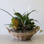 Serenity Wicker Dish Garden.