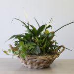 Serenity Wicker Dish Garden.