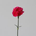 Fuschia Carnations  (Bulk DIY)