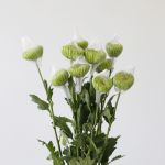 Chrysanthemum Fuji Spider Green