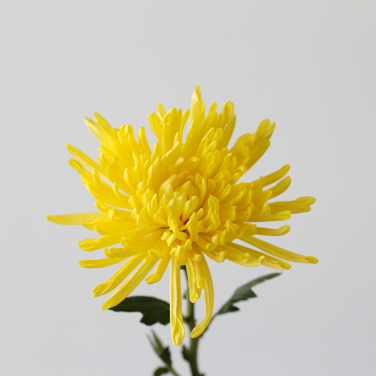 Fuji-Spider-Yellow