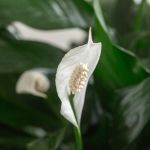 Lys de paix