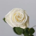 Rose Playa Bianca 50cm (En Vrac)