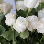 Rose Playa Bianca 50cm (En Vrac)