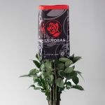 White Rose Vendela 50cm (Bulk DIY)