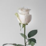 White Rose Vendela 50cm (Bulk DIY)