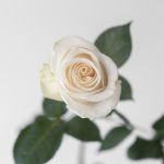 White Rose Vendela 50cm (Bulk DIY)