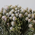 Silver Brunia