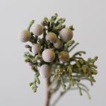 Silver Brunia