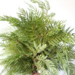 B.C Western Red Cedar