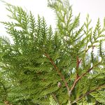 B.C Western Red Cedar