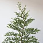B.C Western Red Cedar