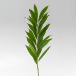 Cocculus