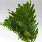 Cocculus