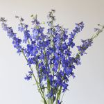 Delphinium Sea Waltz